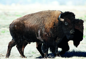 American bison bulls