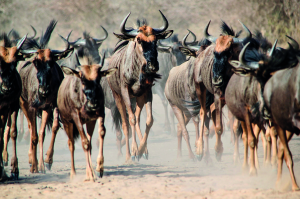 Blue Wildebeest Migration - Dust and Horns from Africa