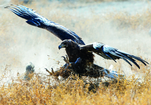 Kyrgyzstan Golden Eagle